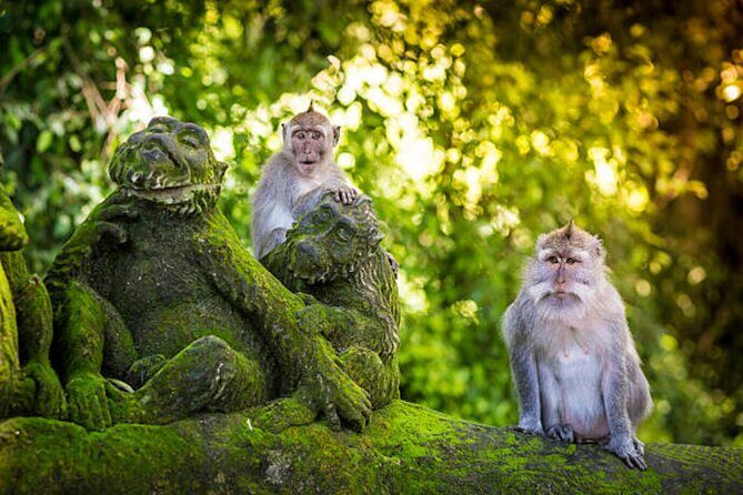 Bali Customized Private Tour - A Deep Dive into the Bali Customized Private Tour Experience