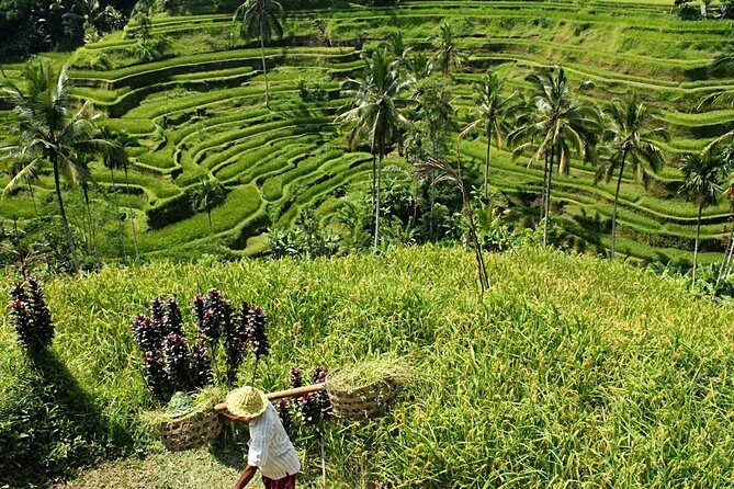 Bali Discovery Tour With Village And Temple - Final Thoughts: Is This Tour Worth It?