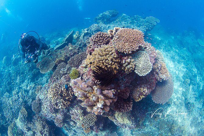 Bali Diving Day Trip-Manta Point/Tulamben Shipwreck-Fun Dive - Detailed Review of the Bali Diving Day Trip