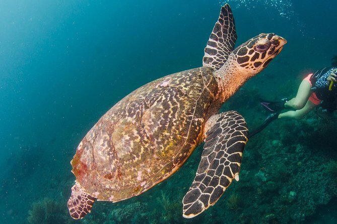 Bali Diving for Beginners: Tulamben Liberty Wreck - A Closer Look at the Itinerary