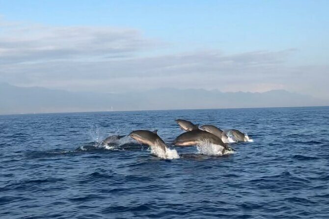 Bali Dolphin Lovina tour and Ulundanu Beratan - Who Will Love This Tour?