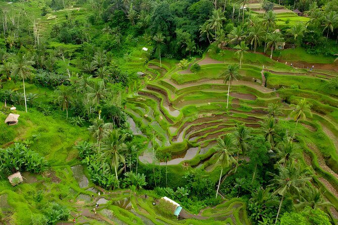 Bali Full-Day Car Charter: All About Ubud Village Trip Experience - Who Is This Tour Best For?
