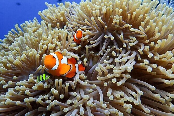 Bali Full Day Experience Scuba Diving Tour at Tulamben - FAQ