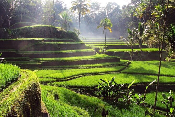 Bali Full-Day Tours : Waterfall and Ubud Destination Trip - What Sets This Tour Apart