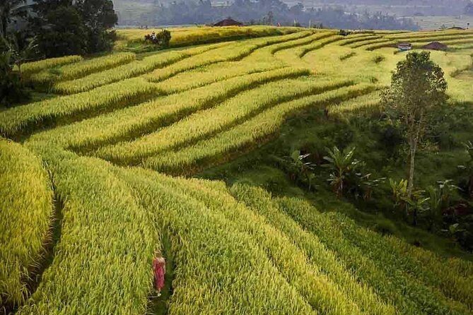 Bali Highlight Tours - Authentic Insights from Past Travelers