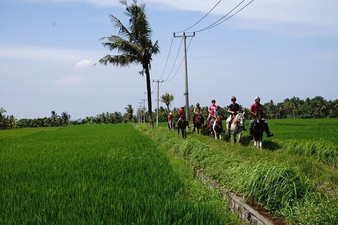 Bali Horse Riding on the Ricefields & Beach - What to Expect from the Bali Horse Riding Experience