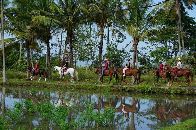 Bali Horse Riding on the Ricefields & Beach - The Realities from Past Reviewers
