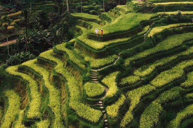 Bali Instagram Tour - All Inclusive - Tegalalang Rice Terrace: Iconic Bali