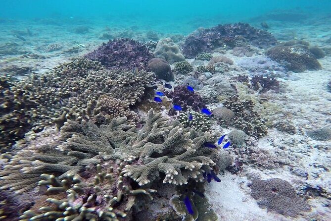 Bali Lempuyang Gate of Heaven and Private Blue Lagoon Snorkeling - Who Should Consider This Tour?