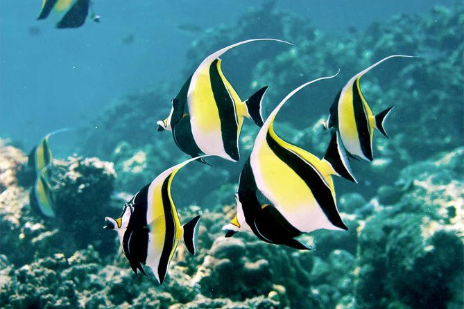 Bali Menjangan Island Snorkeling Day Tour - Key Points