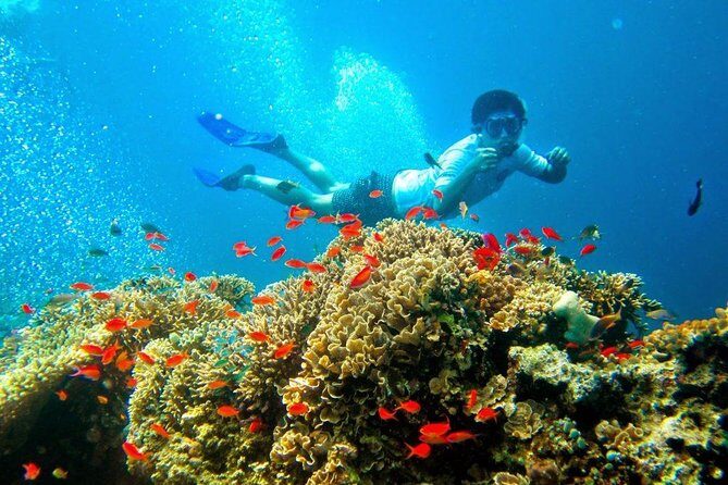 Bali Menjangan Island Snorkeling Day Tour - FAQs