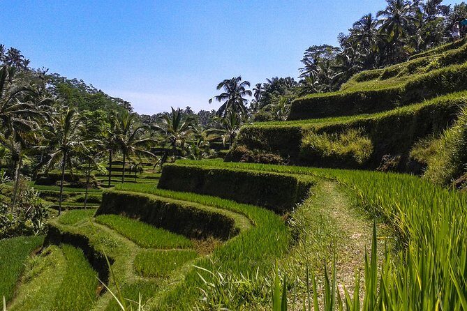Bali Private Car Charter With English Speaking Driver - Why Choose a Private Car Charter in Bali?