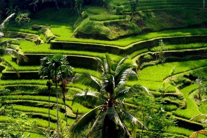 Bali Private Car Charter With English Speaking Driver - The Sum Up