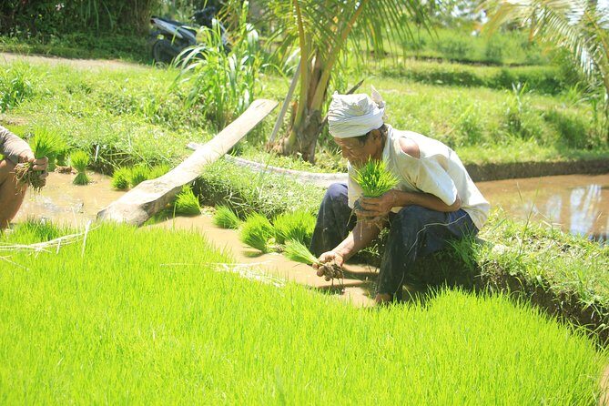 Bali Quad and Buggy Discovery Tour, Including Round-Trip Transfer - FAQ