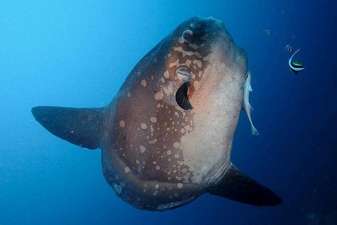 Bali Scuba Diving at Nusa Penida Manta Point For Certified Diver - What Makes This Tour Stand Out?
