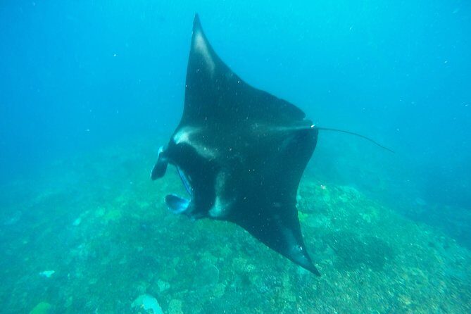 Bali Scuba Diving at Nusa Penida Manta Point For Certified Diver - Who Should Book This Tour?