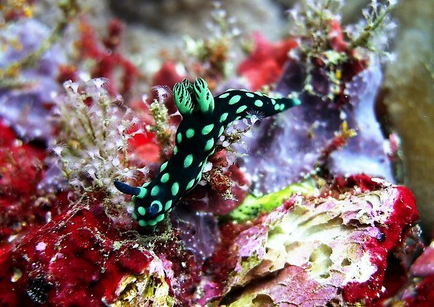 Bali Scuba Diving at Padang Bai for Certified Diver - A Closer Look at the Bali Scuba Diving Experience in Padang Bai