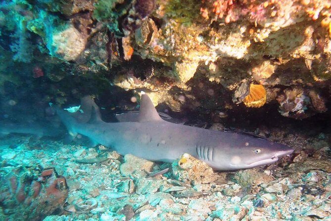Bali Scuba Diving at Padang Bai for Certified Diver - Who Should Book This Tour?