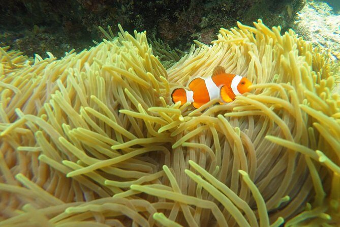Bali Scuba Diving at Padang Bai for Certified Diver - FAQ