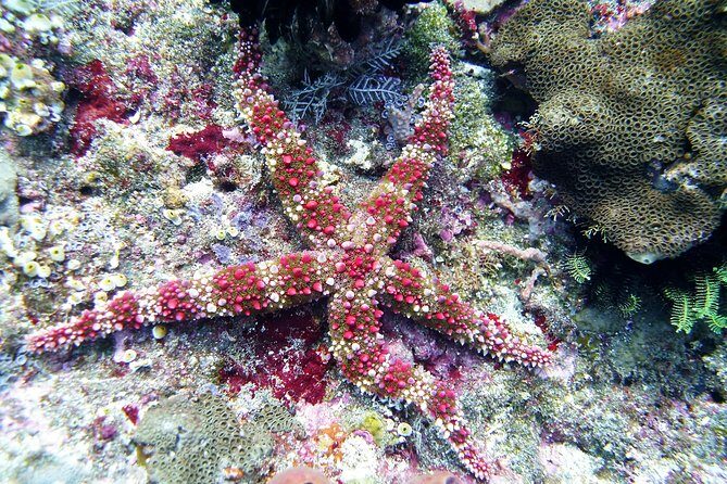 Bali Scuba Diving trip at Tulamben for Certified Diver - Who Should Consider This Tour?