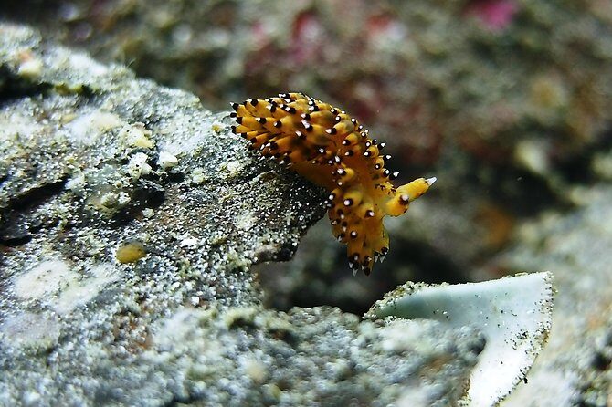 Bali Scuba Diving trip at Tulamben for Certified Diver - Final Thoughts