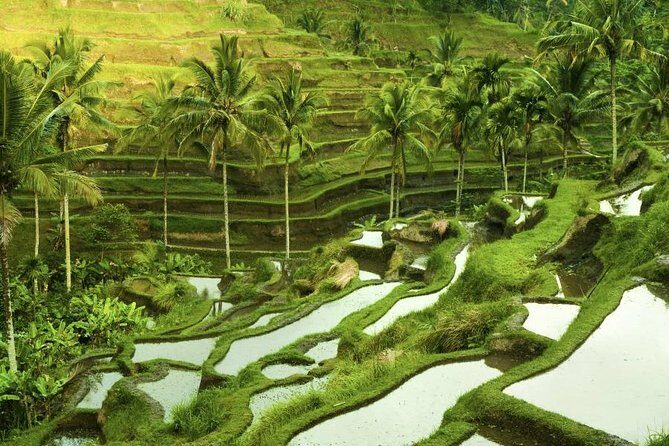 Bali Shore Excursion : Customize Private Full day Tours - The Practical Side: What to Expect