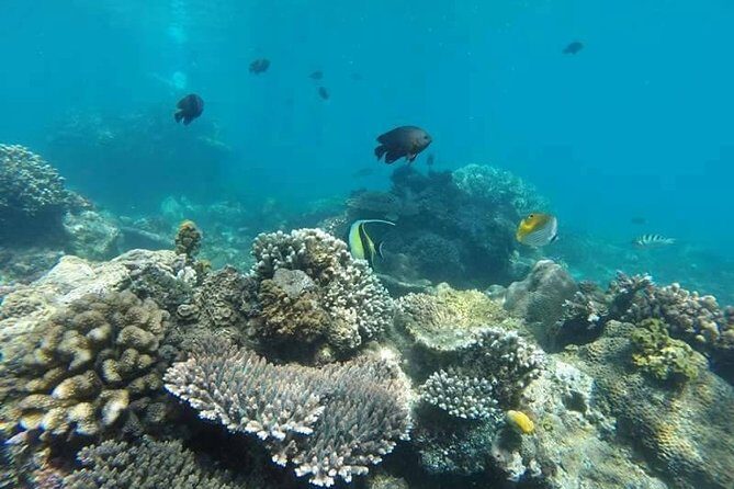 Bali Snorkeling at Blue Lagoon include private transport - Final Thoughts: Is This Tour Worth It?