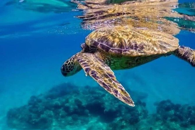 Bali Snorkeling at Blue Lagoon include private transport - FAQs
