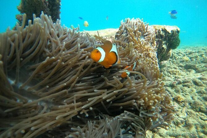 Bali Snorkeling At Bluelagoon Beach With Lunch Private Transport - Who Will Love This Tour?