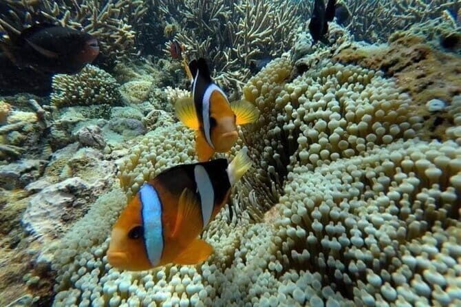 Bali Snorkling Blue Lagoon Beach with Lunch & Private Transport - FAQs