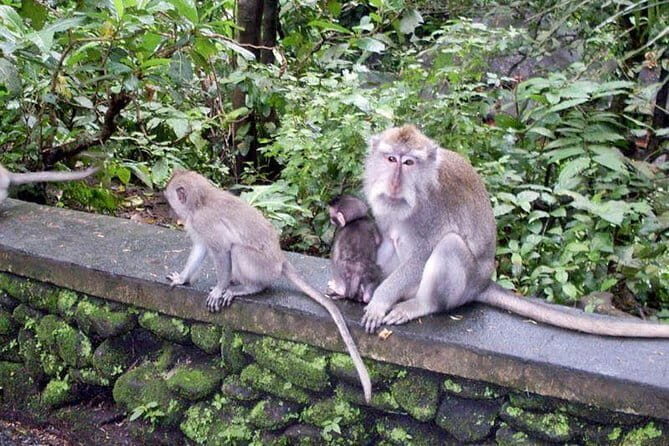 BALI SWING and TANAH LOT TEMPLE TOUR - The Sum Up: Who Is This Tour Best For?