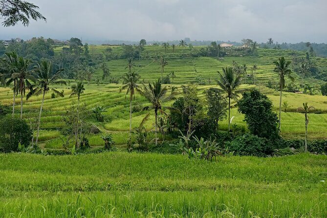 Bali Tanah Lot, Ulun Danu Beratan & Jatiluwih Rice Terrace - Who Will Love This Tour?