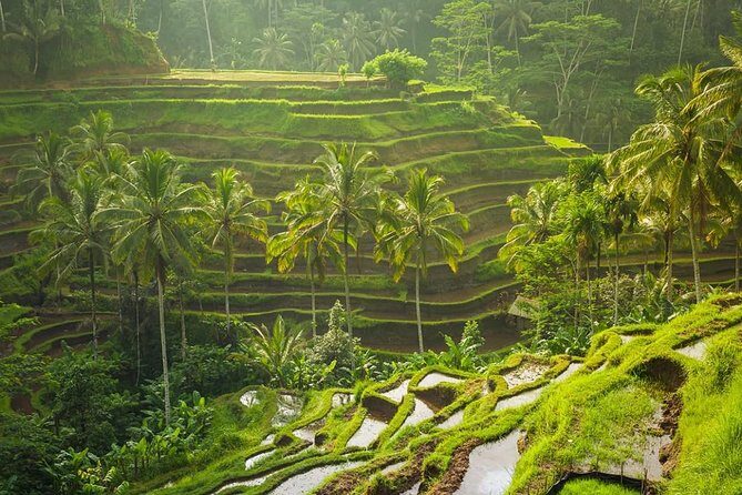 Bali Tribal Private Tour - Experience the best of Ubud, Bali - Key Points