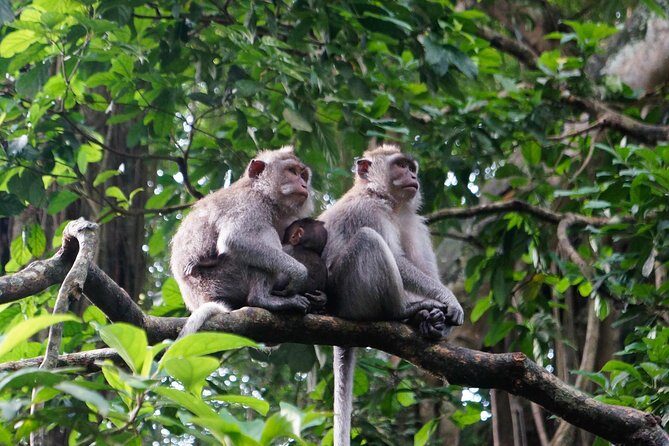 Bali Ubud & Kintamani Volcano Tour -All Inclusive - The Experience for Different Types of Travelers
