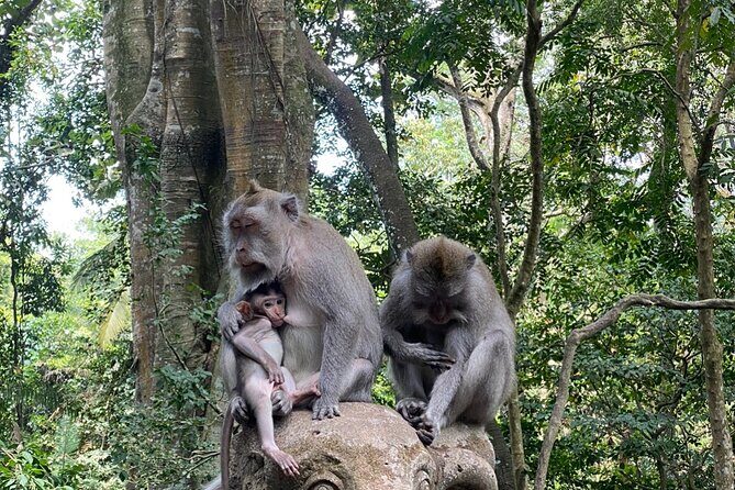 Bali : Ubud Private Tours - A Detailed Look at the Ubud Private Tour