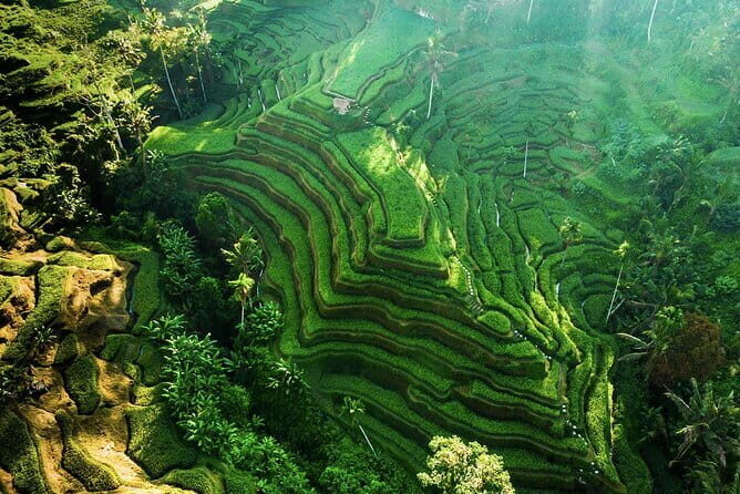 Bali: Ubud (Temple, Spring, Rice Terraces, & Waterfall) - Key Points
