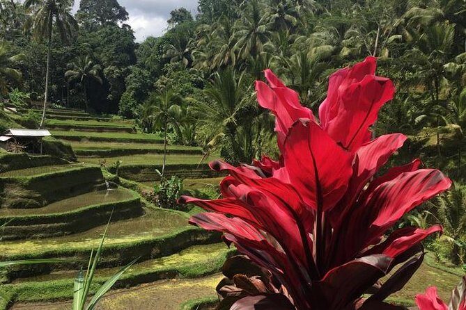 Balinese Life Style Tour - Authentic Experiences & Practical Details