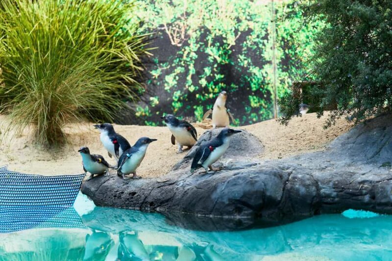 Ballarat: Wildlife Park Entry Ticket - Key Points