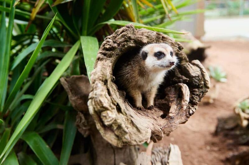 Ballarat: Wildlife Park Entry Ticket - In The Sum Up