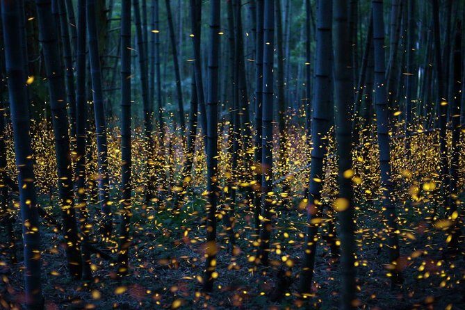 Bamboo Bicycle Tour in twilight: watch dancing Fireflies in Bangkok - Frequently Asked Questions