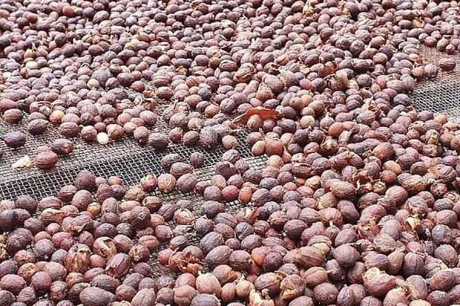 Banana Museum, Rum Distillery & Winery with Tasting: Premium tour - Who Would Love This Tour?
