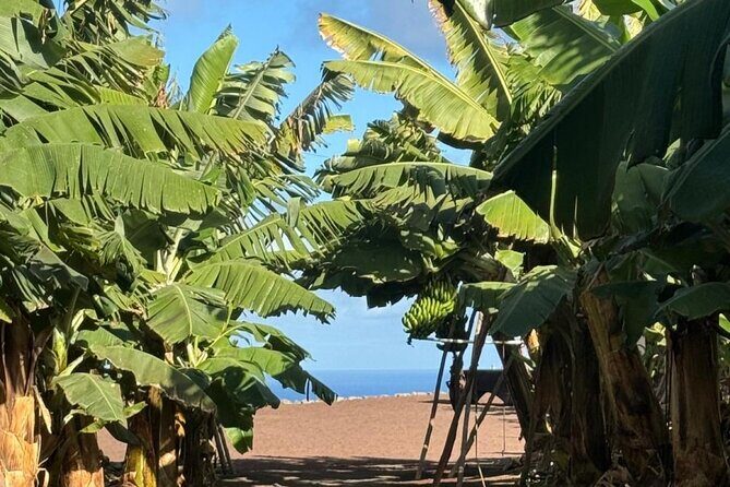 Banana Museum, Rum Distillery & Winery with Tasting: Premium tour - The Sum Up