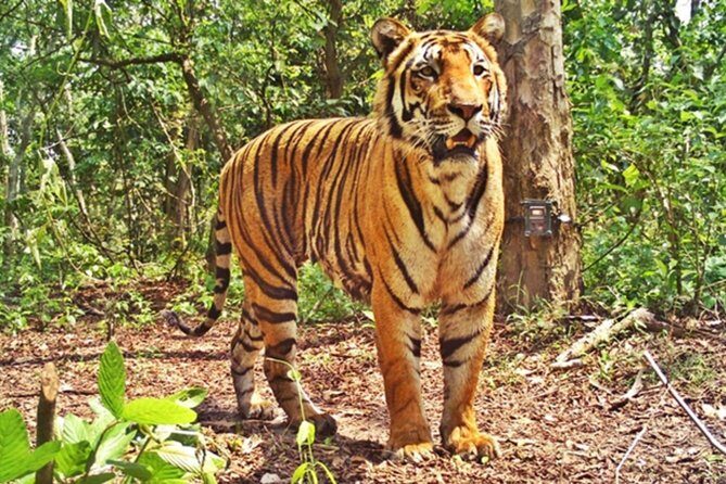 Bandipur Tiger Reserve with Somnathpur Temple Tour - Exploring the Bandipur Tiger Reserve with Somnathpur Temple Tour