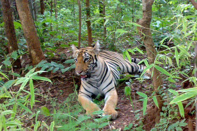 Bandipur Tiger Reserve with Somnathpur Temple Tour - A Closer Look at the Itinerary
