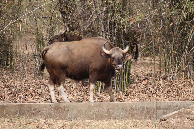 Bandipur Tiger Reserve with Somnathpur Temple Tour - Final Thoughts