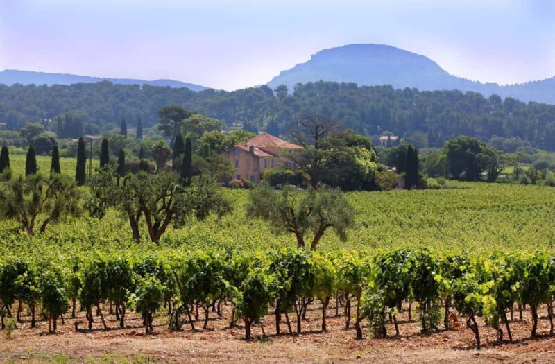 Bandol and Cassis: Full Day Wine Tour from Marseille - Authentic Experiences and What Makes It Special