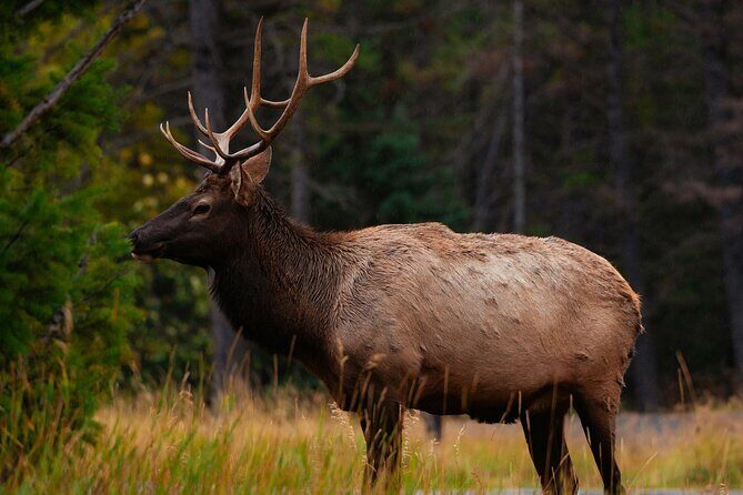 Banff: 4-Hour Evening Wildlife Viewing & Sunset Experience - Detailed Breakdown of the Itinerary