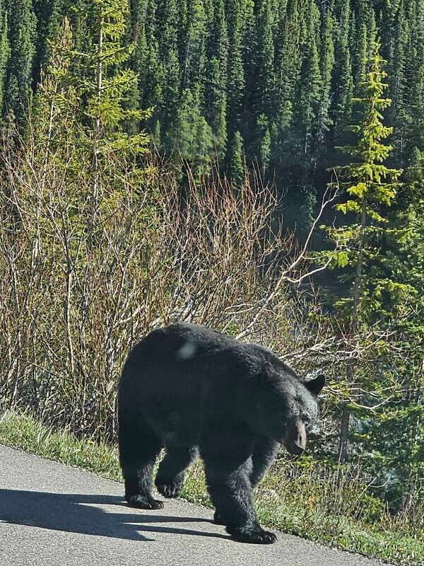 Banff and Yoho Winter Wonderland Private Tour - Key Points