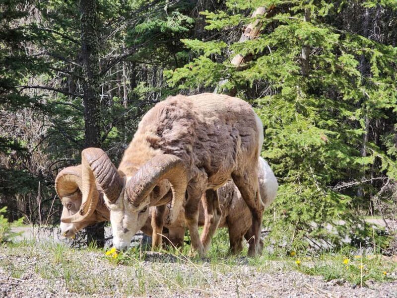 Banff Canmore: Bear Country Wildlife Focused Guided Hikes - An Authentic Wildlife Adventure in the Canadian Rockies
