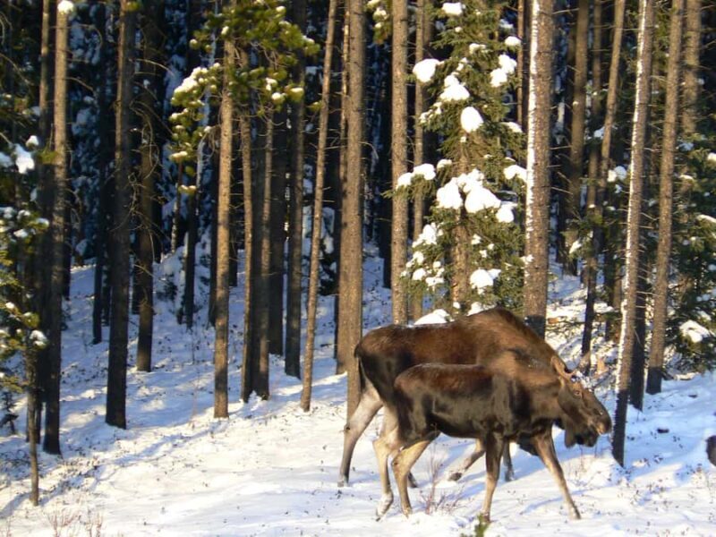 Banff Canmore: Bear Country Wildlife Focused Guided Hikes - Transportation and Group Size: Why It Matters